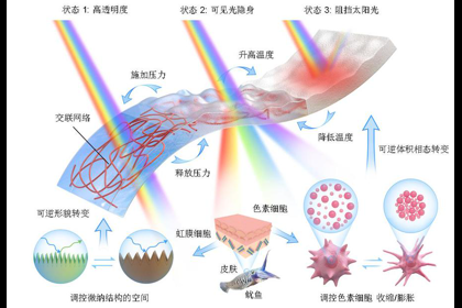 哈工大能源學(xué)院帥永教授團(tuán)隊(duì)突破快速隱身及智能光控難題